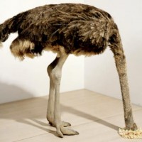 http://www.dejodelacombe.com/files/gimgs/th-2_577720_10151269784330378_275205850_n.jpg