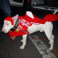 http://www.dejodelacombe.com/files/gimgs/th-2_FB03_chien_xav_02.jpg